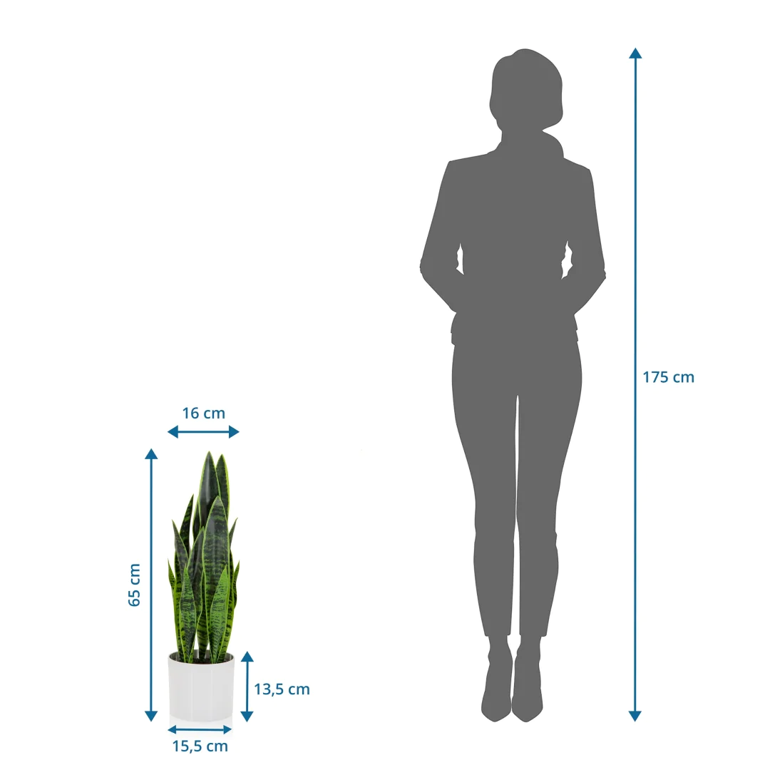 Die SANSEVIERIA Kunstpflanze als langlebige Dekoration für professionelle Räumlichkeiten