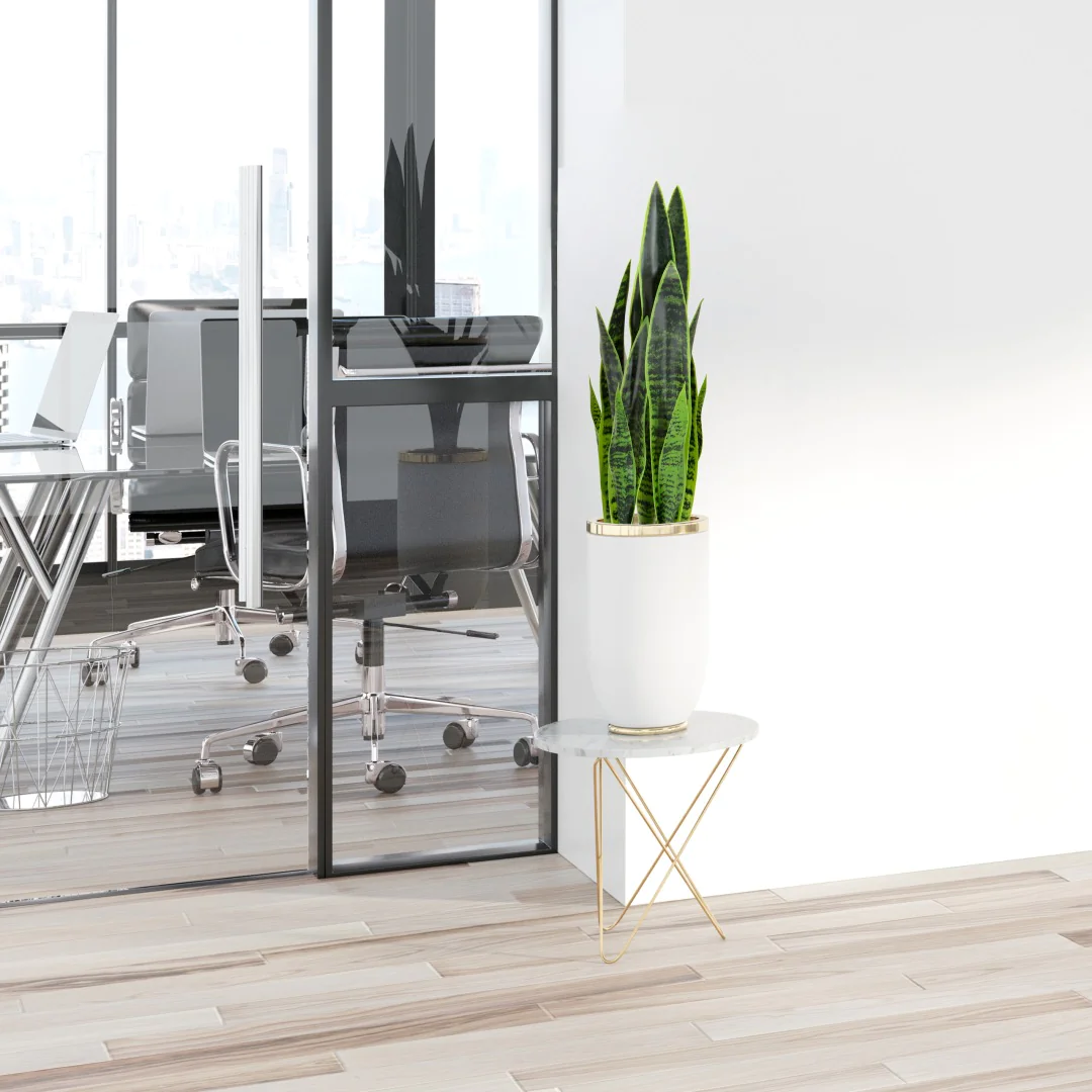 Kunstpflanze SANSEVIERIA als repräsentative und pflegeleichte Dekoration im Büro