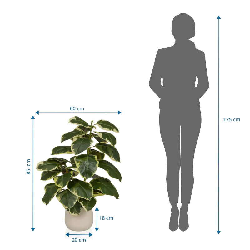 Die Ficus 3 Kunstpflanze als langlebige Dekoration für professionelle Räumlichkeiten