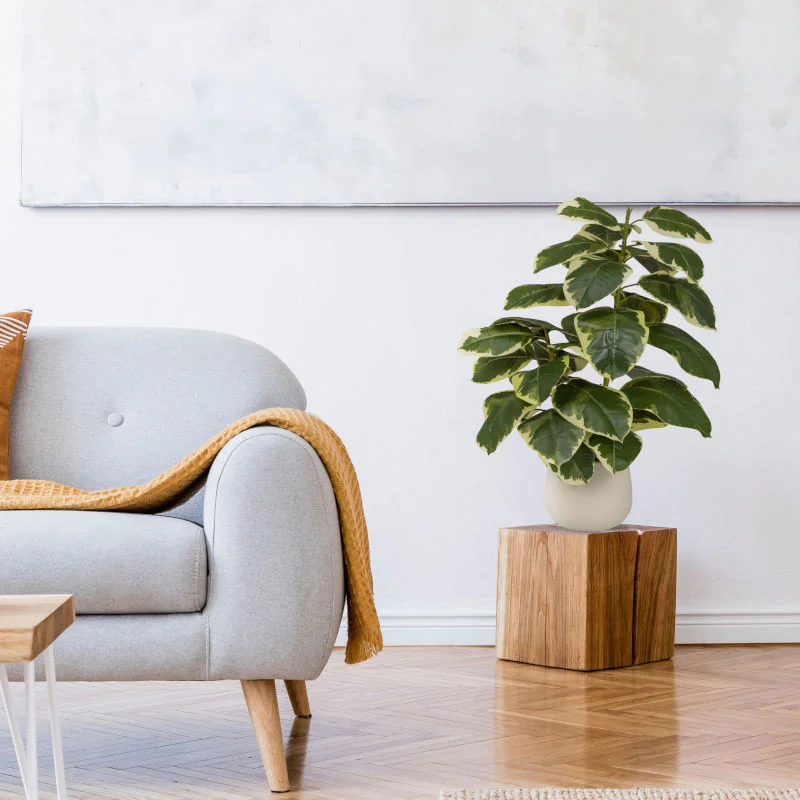 Kunstpflanze Ficus 3 als repräsentative und pflegeleichte Dekoration im Büro