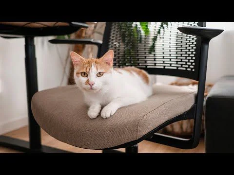 WithME chair. Approved by all family members.