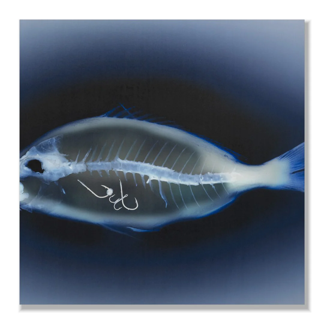 Frameless Picture Akustikbild – The Fishing Fright, Freisteller