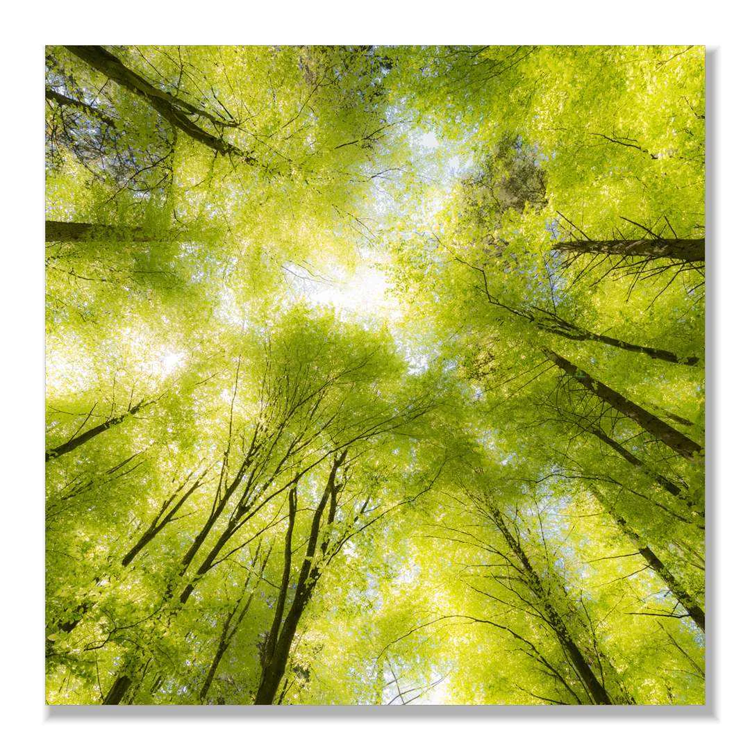 Frameless Picture Akustikbild – Traumbaum, Freisteller